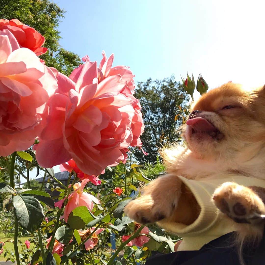 kayoのインスタグラム：「* * * お花メインのpicみたいになってますが｡｡｡🤭 * * くりおちゃん 写ってます😂 * * kulio❤️ * * #chihuahua#chihuahualove#dogstgram#dog#instadog#チワワ#チワワ大好き#チワワのいる暮らし * * *」