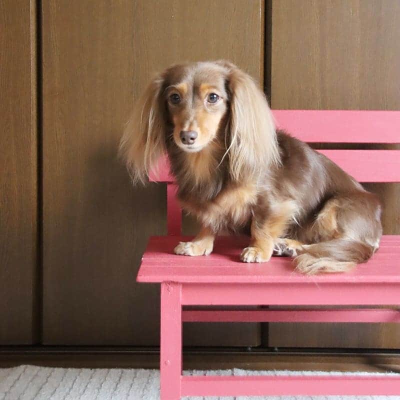 くるみんのインスタグラム：「* 火曜日、あずきちゃんのトリミングでした。 とっても綺麗になって帰ってきましたよ🎵  #カニンヘンダックスフント #カニンヘン #カニンヘンダックス #カニンヘンダックスフンドの日常 #カニンヘンの会 #カニンヘンダックスフンド #チョコタンダックスフント #チョコタンダックスフンド #チョコタンダックス #チョコタン #ダックスlove #ダックス多頭飼い #ダックスフント #ダックスフンドカニンヘン #ダックス部 #ダックス大好き #ダックスフンド #ダックス #トリミングサロン #トリミング #いぬばか部 #いぬすたぐらむ #短足部 #all_dog_japan #east_dog_japan #dachshundgram #dachshund #dogstagram #instagramdog #instadachs」