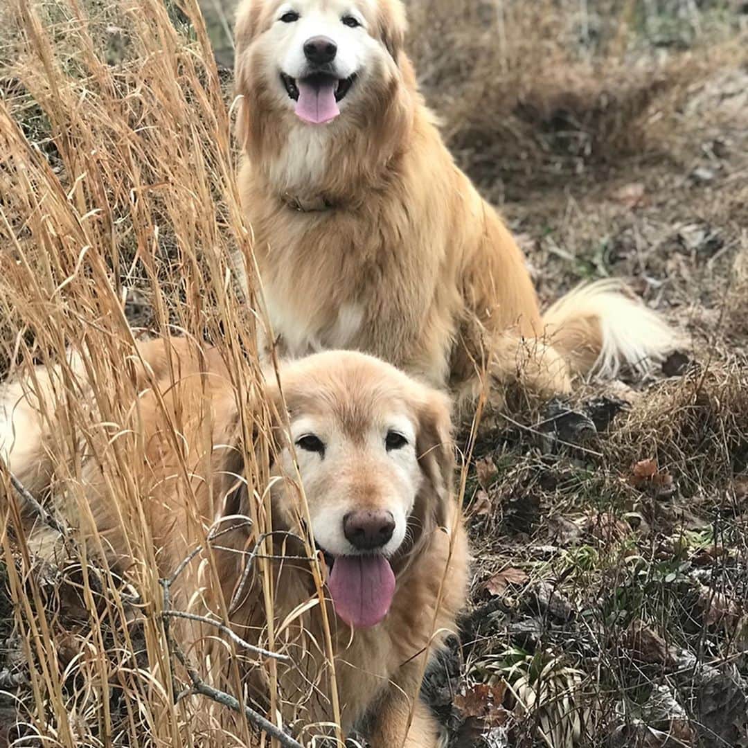 ミランダ・ランバートさんのインスタグラム写真 - (ミランダ・ランバートInstagram)「Today I lost one of my best friends. My old pal Waylon. I found him and his sister on the side of the road in Oklahoma in January 2008. They were abandoned , starving and freezing nearly to death. I was listening to Jessi Colter and Waylon Jennings at the time me and mom saw them and pulled over to pick them up. I took them straight to the vet and she told me that the little boy was not doing too well (malnourished and dehydrated ) because whatever they had found to eat while they were homeless, he always let her eat first. He did that nearly his whole life. She said he probably wouldn’t make it but he did. For almost 13 years. He was a rock in our family and always held down the fort. He lived his life with no fences. The way we all want to live. He was a farm dog through and through and retired to Nashville life riding on the bus with mama to go home to Texas for Christmas every year. I’m so thankful for the time we had with him and I’m thankful for the rest of the time we have with his sister Jessi. Im so glad my husband @brendanjmcloughlin got to know him in his final years.💙 We are heartbroken but happy that he is running across the rainbow bridge right now and will be waiting for us when we get there. 🌈 Dogs change your life. The bond is something that can’t be described unless you have lived it. Thank you @sarahananney  @julianentwig and @t_man_photo for being his other moms and dad and taking such care of him when I was gone.   And thank you to the team at @animaliawellness in Franklin TN and BluePearl pet hospital in Franklin TN for giving us such amazing treatment and a few more years together. Hug your pups today y’all. #rescuedog #dogmom @muttnation」10月23日 8時47分 - mirandalambert