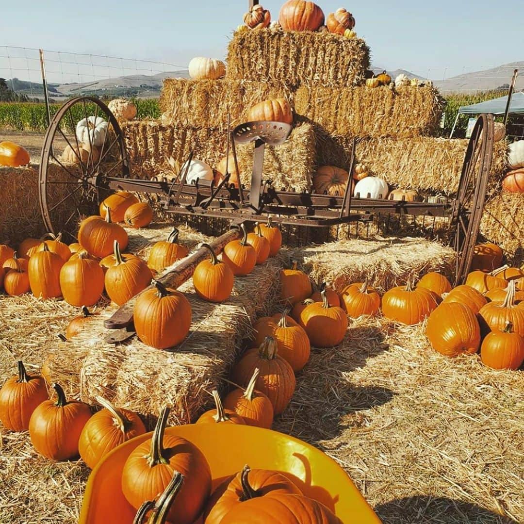 サミー・ハンラティさんのインスタグラム写真 - (サミー・ハンラティInstagram)「Super smiley cause I got to go to two pumpkin patches🎃🎃🎃」10月23日 8時43分 - sammihanratty