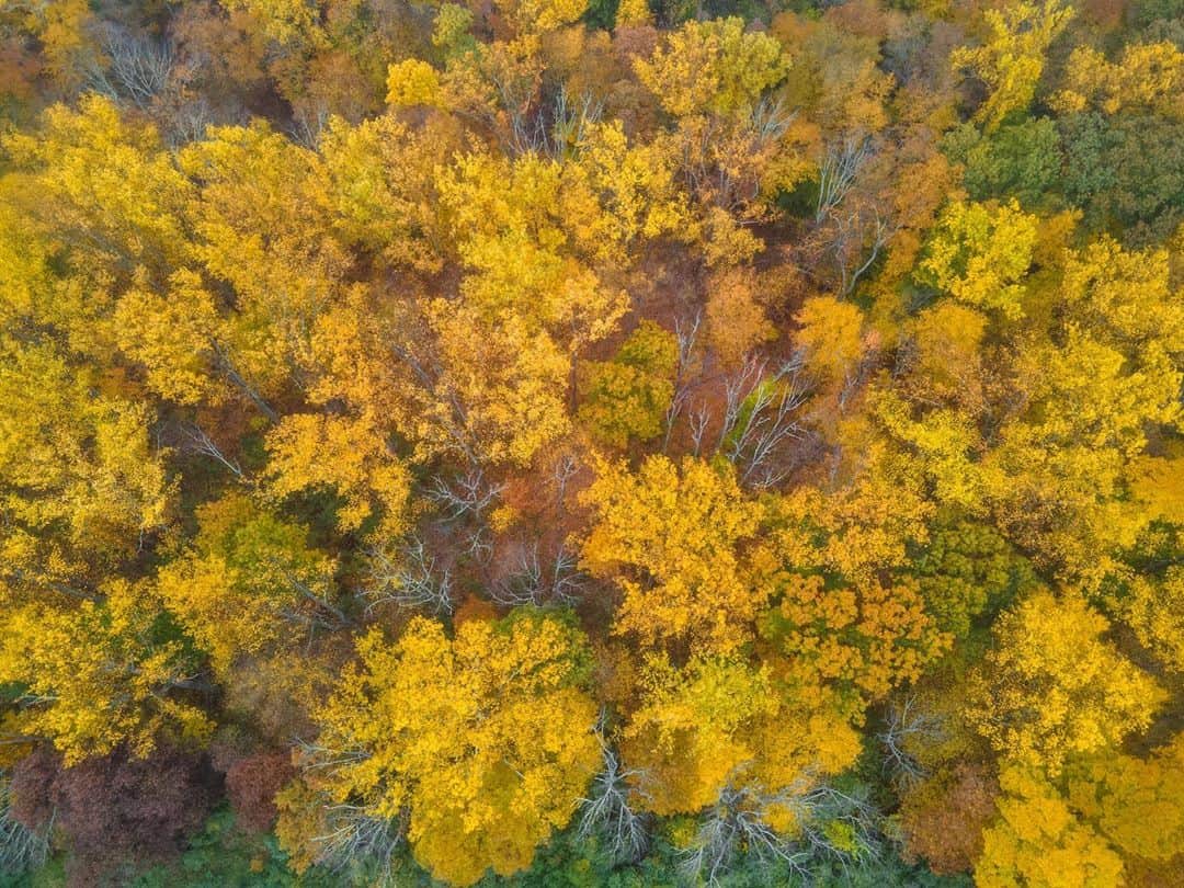 Michael Yamashitaさんのインスタグラム写真 - (Michael YamashitaInstagram)「Though New England gets most of the attention, fall foliage in western New Jersey has reached its peak. Here’s what it looked like yesterday afternoon from the top of the hill in Chester. #fall #fallfoliage #newjersey #chesternj #ilovechesternj」10月23日 8時51分 - yamashitaphoto