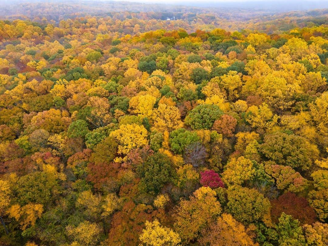 Michael Yamashitaさんのインスタグラム写真 - (Michael YamashitaInstagram)「Though New England gets most of the attention, fall foliage in western New Jersey has reached its peak. Here’s what it looked like yesterday afternoon from the top of the hill in Chester. #fall #fallfoliage #newjersey #chesternj #ilovechesternj」10月23日 8時51分 - yamashitaphoto