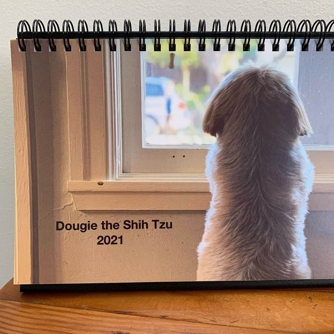 Dougie the Shih Tzuさんのインスタグラム写真 - (Dougie the Shih TzuInstagram)「🚨 PSA: Deadline is this Sunday to get your desk calendar preorder in!  Due to COVID-19, the preorder period is this week only. Don’t miss out and be disappointed!  Link in bio or go to www.dailydougie.com. Thanks to everyone who already preordered! 😘😘」10月23日 8時51分 - dailydougie