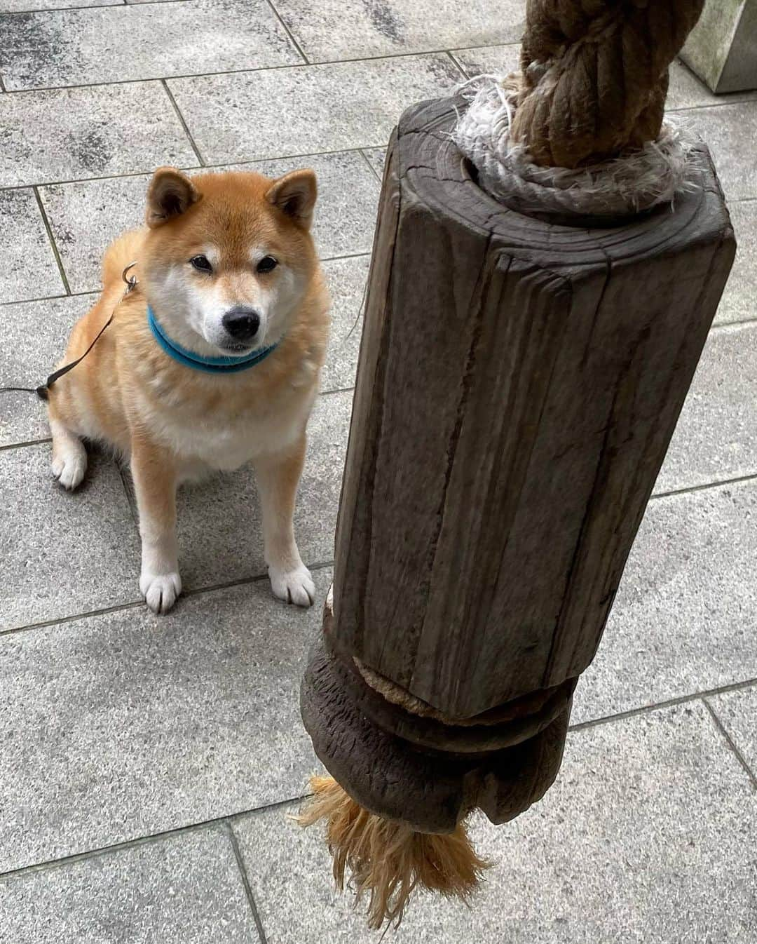 まる（まるたろう）さんのインスタグラム写真 - (まる（まるたろう）Instagram)「I'm praying from the bottom of my heart for the health and happiness of you and your family.✨🐶🙏✨早くコロナマンがいなくなりますように🍌 #ところで肉神様 #おかげさまで13歳になれました #健康でいられるのも肉神様のおかげです #今日はその御礼に参りました #その話は置いといて #来週の29日はどうしましょうか #まる的には誕生日月と言う事で #割と豪華な感じが良いかと #あくまでも個人の見解ですが #はい #なるほど #ありがとうございます #パパに伝えておきます #いつもありがとうございます」10月23日 9時30分 - marutaro