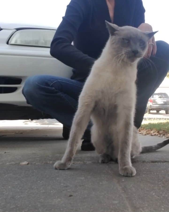 Garyのインスタグラム：「Bonus episode: manhandling, Face mangling Also new with the Face: he's already neutered. I sent a picture of his balls to a literal cat biologist (thanks @biologistimogene ) after wondering if he was actually a girl for about 2 hours. So does anyone want to adopt this guy or what?」