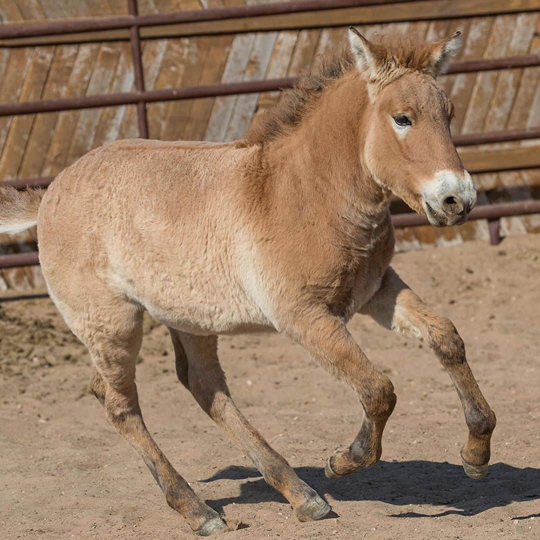 San Diego Zooさんのインスタグラム写真 - (San Diego ZooInstagram)「*sound on* Meet Kurt, the world’s first successfully cloned Przewalski’s horse. He was born at the Timber Creek Veterinary facility, a ViaGen Equine collaborator, to a domestic surrogate mother. Kurt is a clone of a male Przewalski’s horse whose DNA was cryopreserved 40 years ago at the San Diego Zoo Global Frozen Zoo®. This species, once extinct in the wild, has started to be reintroduced into its native ranges. #EndangeredSpecies #SanDiegoZoo #SDZSafariPark」10月23日 9時42分 - sandiegozoo