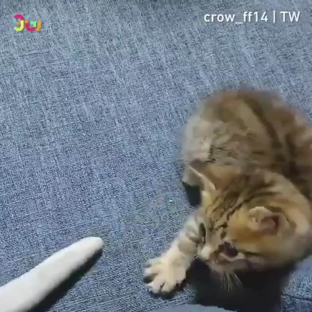 Aww Clubのインスタグラム