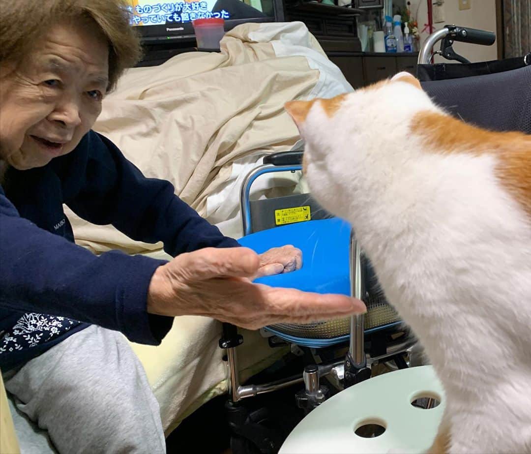 Kachimo Yoshimatsuさんのインスタグラム写真 - (Kachimo YoshimatsuInstagram)「もう平気だね。 バーバ見守り隊実習生。  隊長は、  寝てる…  #うちの猫ら #oinari #cocoa #バーバ見守り隊　#バーバと猫 #ばあばちゃん #猫 #ねこ #cat #ネコ #catstagram #ネコ部 http://kachimo.exblog.jp」10月23日 10時13分 - kachimo