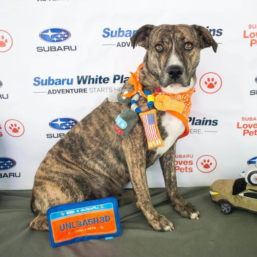 Subaru of Americaさんのインスタグラム写真 - (Subaru of AmericaInstagram)「Did you catch these adoptable underdogs on @goodmorningamerica this morning? Shout out to @subaruwhiteplains and their #SubaruLovesPets partnership with @pawscrossedny for helping 31 dogs find their forever homes in 31 days. Visit Subaru.com/makeadogsday to find your local participating retailer to adopt in your area.」10月23日 10時20分 - subaru_usa