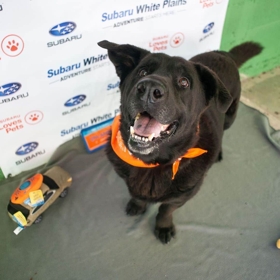 Subaru of Americaさんのインスタグラム写真 - (Subaru of AmericaInstagram)「Did you catch these adoptable underdogs on @goodmorningamerica this morning? Shout out to @subaruwhiteplains and their #SubaruLovesPets partnership with @pawscrossedny for helping 31 dogs find their forever homes in 31 days. Visit Subaru.com/makeadogsday to find your local participating retailer to adopt in your area.」10月23日 10時20分 - subaru_usa
