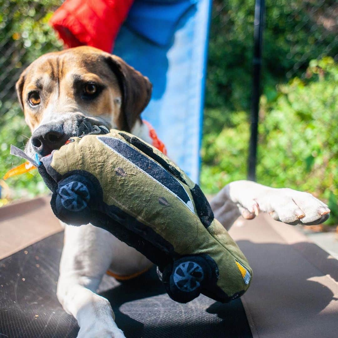 Subaru of Americaさんのインスタグラム写真 - (Subaru of AmericaInstagram)「Did you catch these adoptable underdogs on @goodmorningamerica this morning? Shout out to @subaruwhiteplains and their #SubaruLovesPets partnership with @pawscrossedny for helping 31 dogs find their forever homes in 31 days. Visit Subaru.com/makeadogsday to find your local participating retailer to adopt in your area.」10月23日 10時20分 - subaru_usa