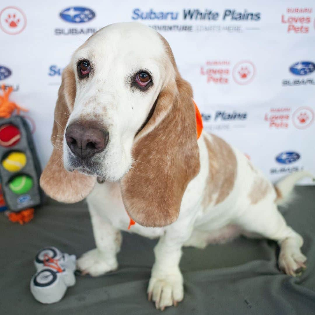 Subaru of Americaさんのインスタグラム写真 - (Subaru of AmericaInstagram)「Did you catch these adoptable underdogs on @goodmorningamerica this morning? Shout out to @subaruwhiteplains and their #SubaruLovesPets partnership with @pawscrossedny for helping 31 dogs find their forever homes in 31 days. Visit Subaru.com/makeadogsday to find your local participating retailer to adopt in your area.」10月23日 10時20分 - subaru_usa