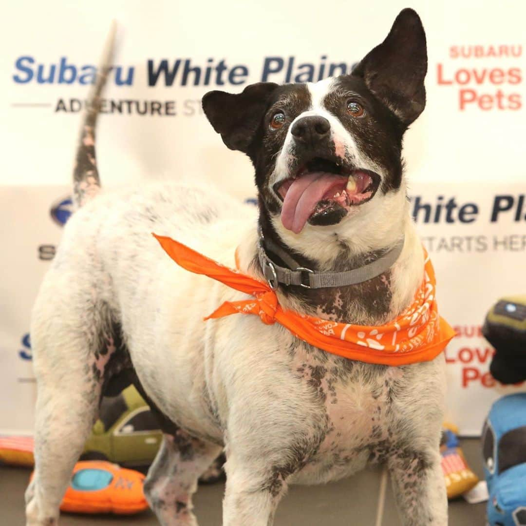 Subaru of Americaさんのインスタグラム写真 - (Subaru of AmericaInstagram)「Did you catch these adoptable underdogs on @goodmorningamerica this morning? Shout out to @subaruwhiteplains and their #SubaruLovesPets partnership with @pawscrossedny for helping 31 dogs find their forever homes in 31 days. Visit Subaru.com/makeadogsday to find your local participating retailer to adopt in your area.」10月23日 10時20分 - subaru_usa