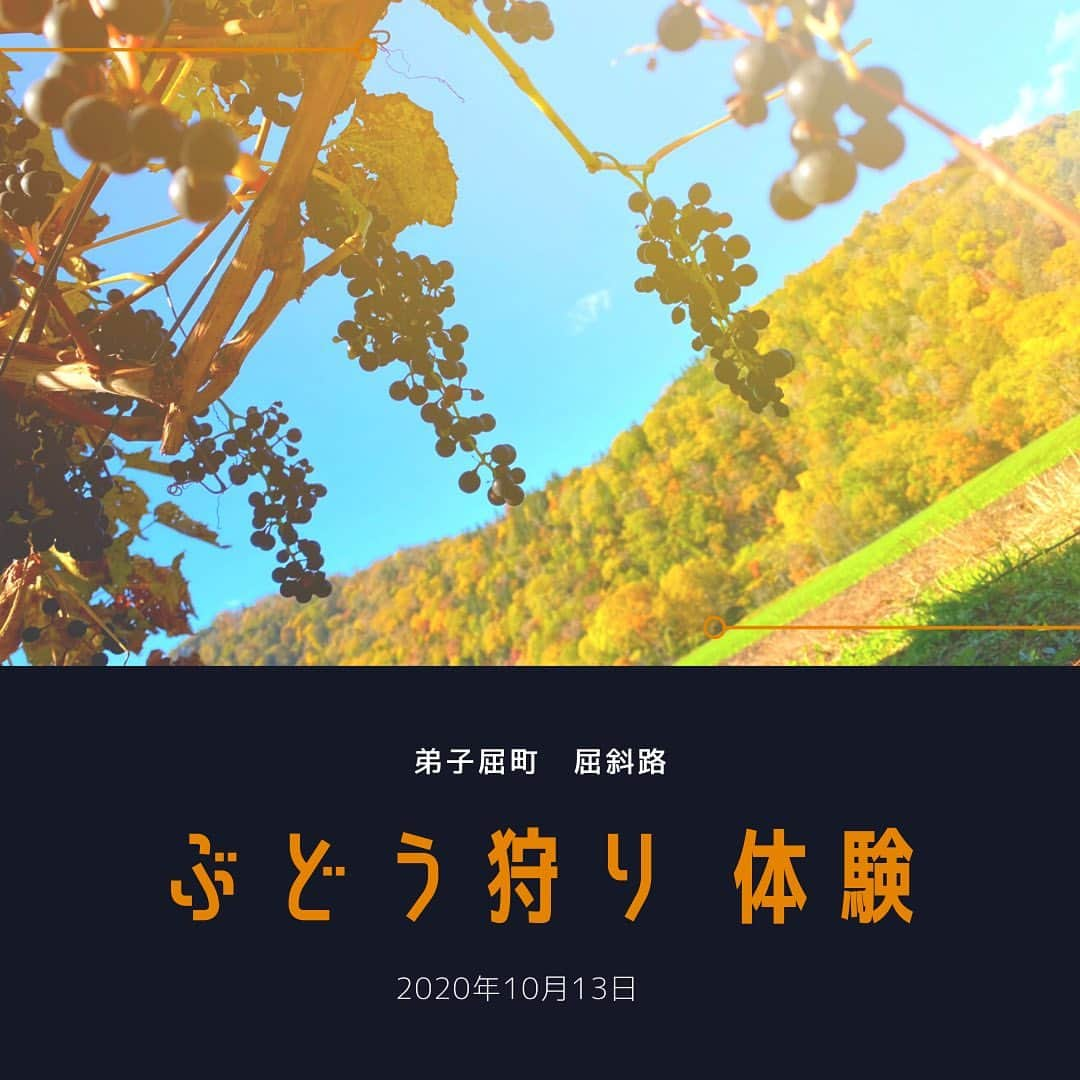 川上椋輔のインスタグラム：「〜ぶどう狩りしながら紅葉狩り〜﻿ ﻿ 摘み食いする葡萄に酔いしれ﻿ 目の前に広がる紅葉も味わえる贅沢体験。﻿ ﻿ 年々収穫量とともに質も上げてきている弟子屈町の葡萄。 収穫シーズンは町民一体となって摘み取り作業に取り掛かります。﻿ ﻿ 収穫したブドウのメインは﻿ #葡萄色の旦 (えびいろのよあけ)というワインへ。﻿ ﻿ ワインの製造・熟成は﻿ 池田町の皆さまのお力をお借りしています。﻿ ﻿ ﻿ #弟子屈町　#屈斜路湖　#摩周湖﻿ #地域おこし協力隊　 ﻿ #北海道観光　#北海道旅行﻿ #道東観光　#道東旅行　﻿ #道東テレビ　 #池田町　#ワイン城」