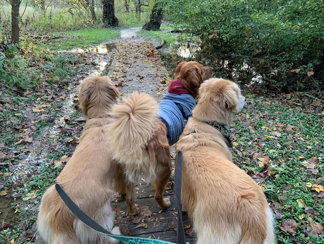 モヒートさんのインスタグラム写真 - (モヒートInstagram)「Daddy took us to the park today 🍁 we had so much fun. Of course Killian wore his sweater 😂  #hike #fallvibes #fall #autumn #cleveland #thisiscle #goldenretriever #goldensofinstagram #goldens_ofinstagram #fluffypack #dog #dogsofinstagram #sweaterweather #cute #siblings #rescuedogsofinstagram #rescuedog #puppymillsurvivor #squadgoals」10月23日 10時50分 - mojito_rose_family