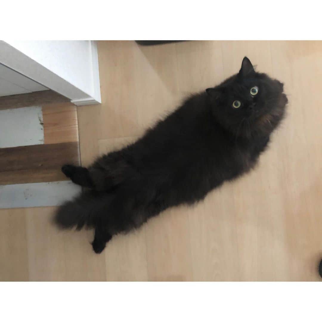 春輝のインスタグラム：「早く🆕iPhone入荷しないかな  鮮明に撮りたい🐈📸  #バレンティン#Balentien #メインクーン#MaineCoon#猫#cat#ねこ部 #春輝#haruki」