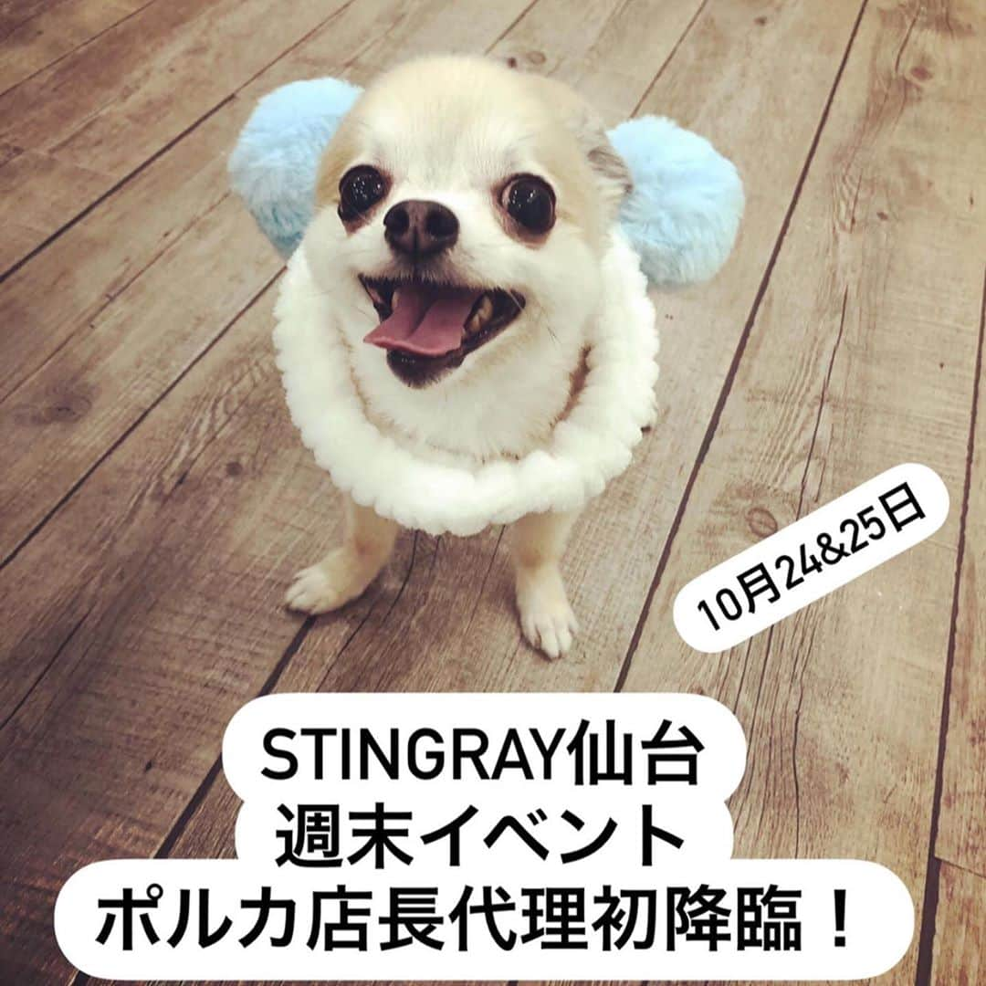 橋本塁さんのインスタグラム写真 - (橋本塁Instagram)「【STINGRAY仙台8日目オープン！】金曜日なので21時までオープン！ギャラリー1095間(青葉区本町2-5-20 青葉ビル１F )(かに政宗隣)にてコロナ感染防止対策して10周年期間限定ショップスタート！最終日まで僕はずっと待ちしてます！買い物がてらや用事ついでや学校&仕事終わりに気を付けつつ是非！ #stingray  #水玉　#スティングレイ #ストリート #streetfashion #dot #ドット　#仙台 #仙台ショッピング  #seek #welcome #joju #candystripper #adidas #allaround #theuniin #voo #moreaxe」10月23日 11時03分 - ruihashimoto