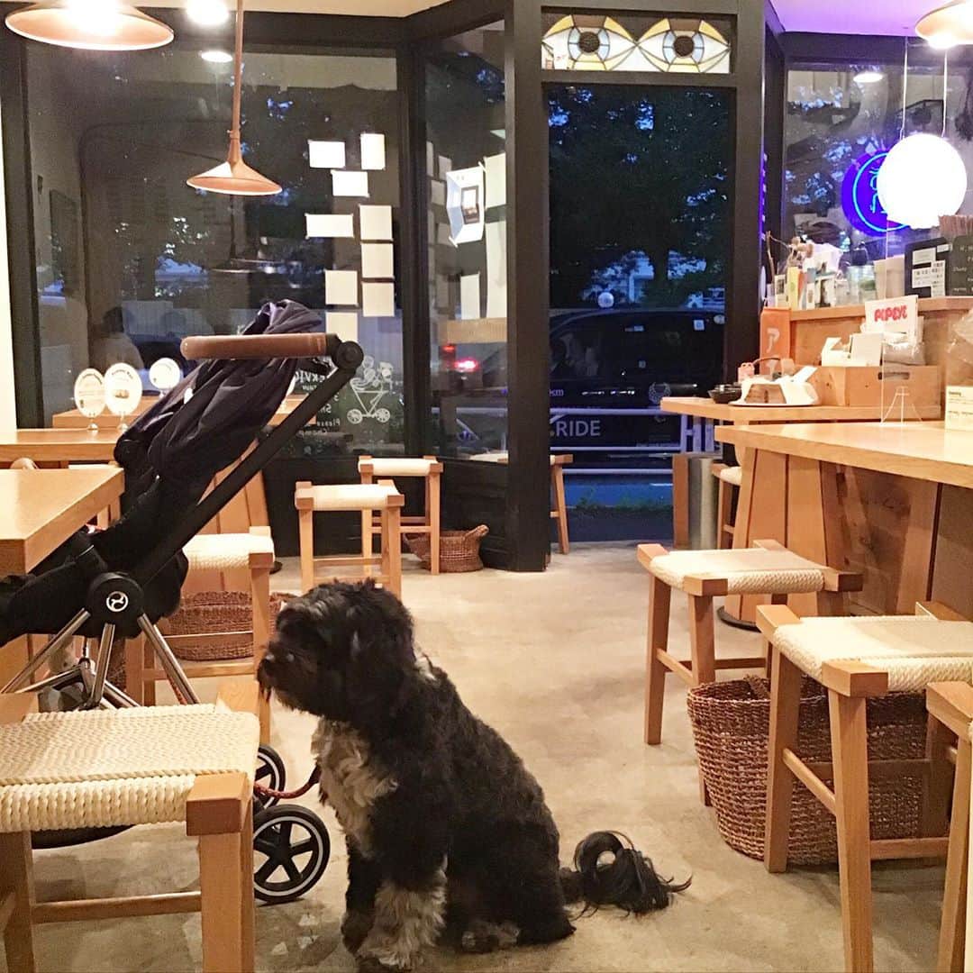 Pho 321 Noodle barのインスタグラム：「moonage 6.3 今宵は上弦🌛の月夜です。  朝から雨降りの交差点ですが　空も少しずつ明かるくなってまいりました。  pho321 noodle barは 小さな店内ですが　愛犬の方とご一緒にご入店いただけます🐕 お散歩途中のto go boxのpick upの際も　店内でご一緒にお待ち下さいませ。  本日はside dishに Friday special 海老と揚げ春巻きのNEMと　売り切れだったヴェトナム🇻🇳風豚の角煮こと　comトンポーローもご用意致しました。  生春巻きは　引き続き　ゆっくりと蒸篭で蒸したイエロービートルート入りです。  本日も11:30am opening 5:30pm last call 6pm closing 中休みなしで開店致します。 明日土曜日は　少し長めの7:30pm last call 8pm closingとなります。  皆さまにとって善き週末になりますように  today’s reccomend: NEM on Friday/summer roll for sharing,coconut green chicken pho(now 3rd noodle),com dong-pou-rou,tea time tailor tea,homemade rhubarb syrup aid  today’s good neighbor🐕hacchi   todays opening bgm📻‘A面で恋をして’covered of 大瀧詠一 from 「恋愛小説3 you and me/ 原田知世  #NEM #A面で恋をして#popeye」