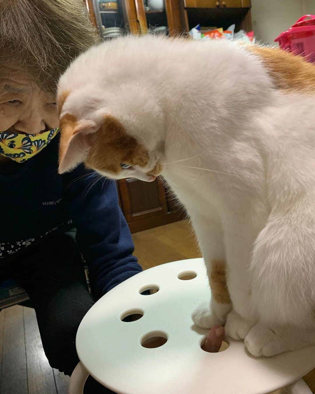 Kachimo Yoshimatsuさんのインスタグラム写真 - (Kachimo YoshimatsuInstagram)「バーバさんに遊んでもらう。 #うちの猫ら #oinari #バーバ #バーバと猫 #猫 #ねこ #cat #ネコ #catstagram #ネコ部 http://kachimo.exblog.jp」10月23日 22時11分 - kachimo