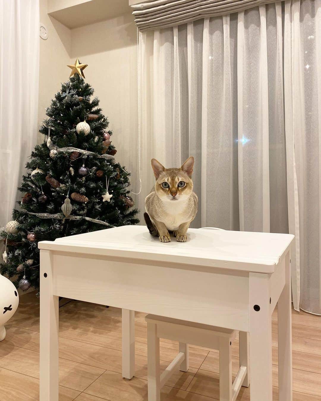 モルト♡Malt(Singapuracat)のインスタグラム：「妹ちゃんの部屋が好き🐱 * ちょこんと。」