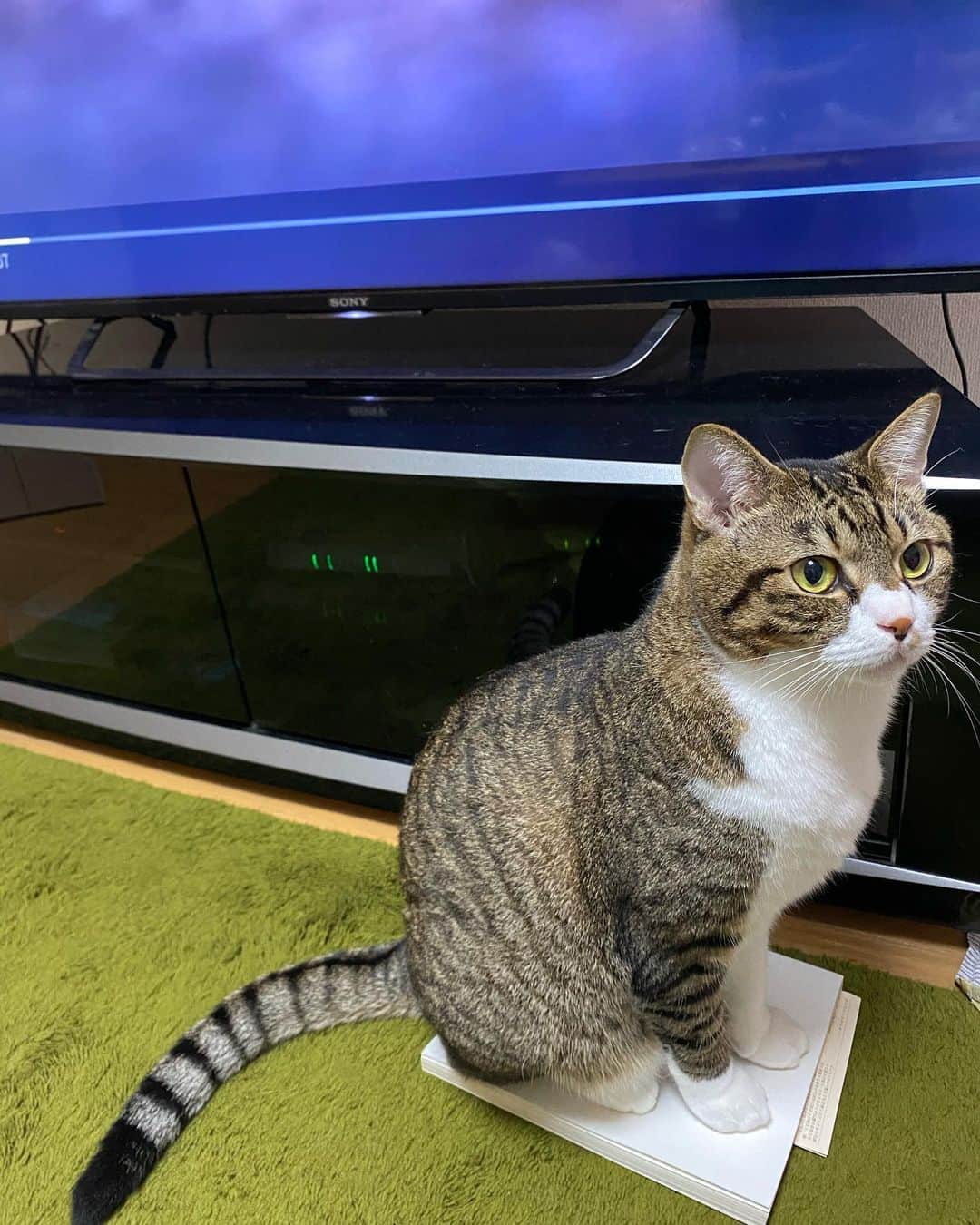 野本かりあのインスタグラム：「今、興味深い本を読んでいる最中。 床にポンと置いておいたら、ルカが鎮座しているのがまた、読むべきものなのだと思わせる瞬間なのであった👀 #lukarly #catsofinstagram #にゃんすたぐらむ」