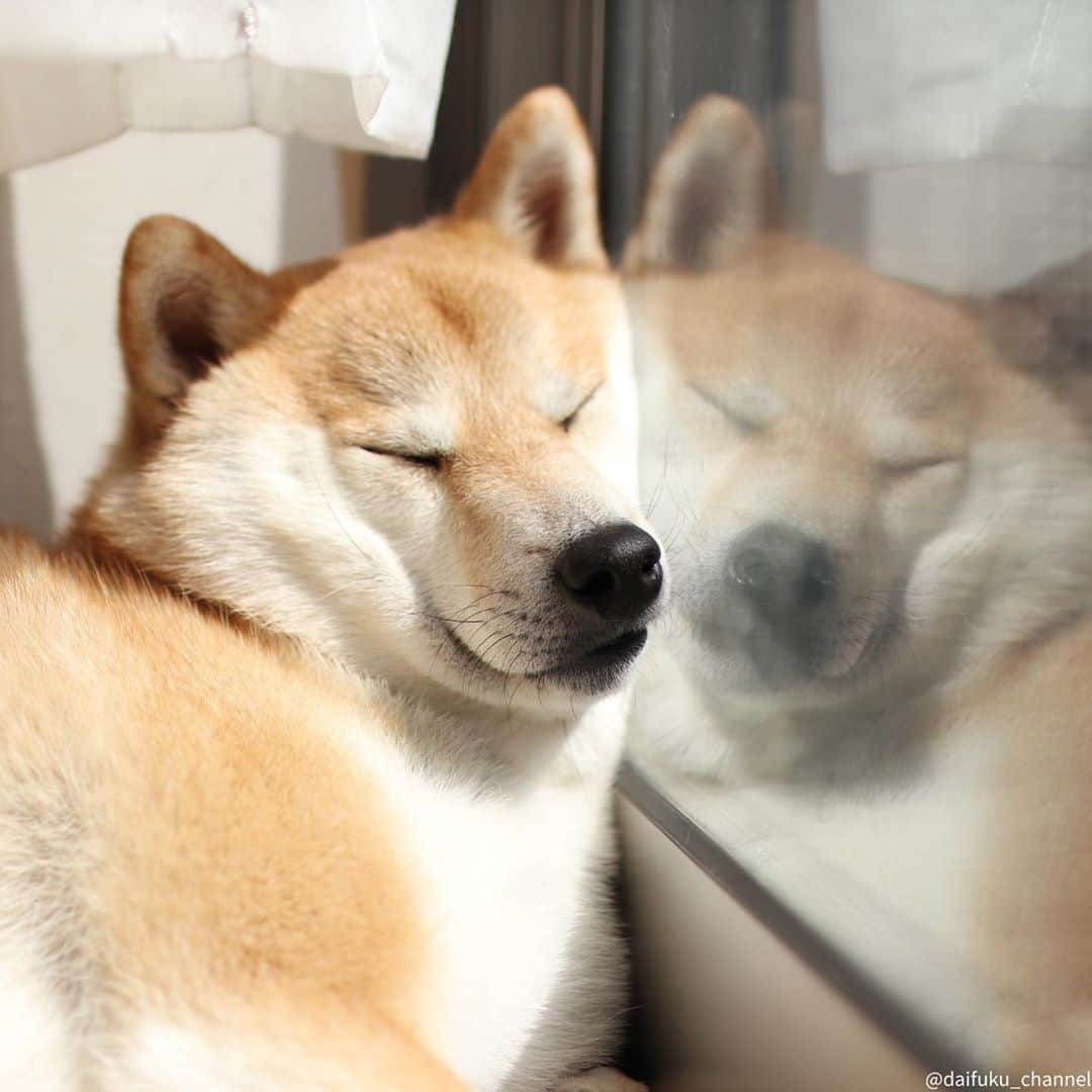 だいふくのインスタグラム：「鏡よ鏡、世界で一番ねぼすけなのはだ〜れ🐶😘　だいふくです🥺 TGIF❤️ Have a nice weekend🐶😉 #日向ぼっこ　#ポカポカ　#ウトウト」
