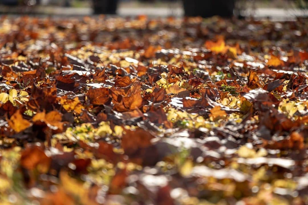 岡本圭司さんのインスタグラム写真 - (岡本圭司Instagram)「Autumn. I love this season. #photography  #autumn」10月23日 21時39分 - hywod_kj