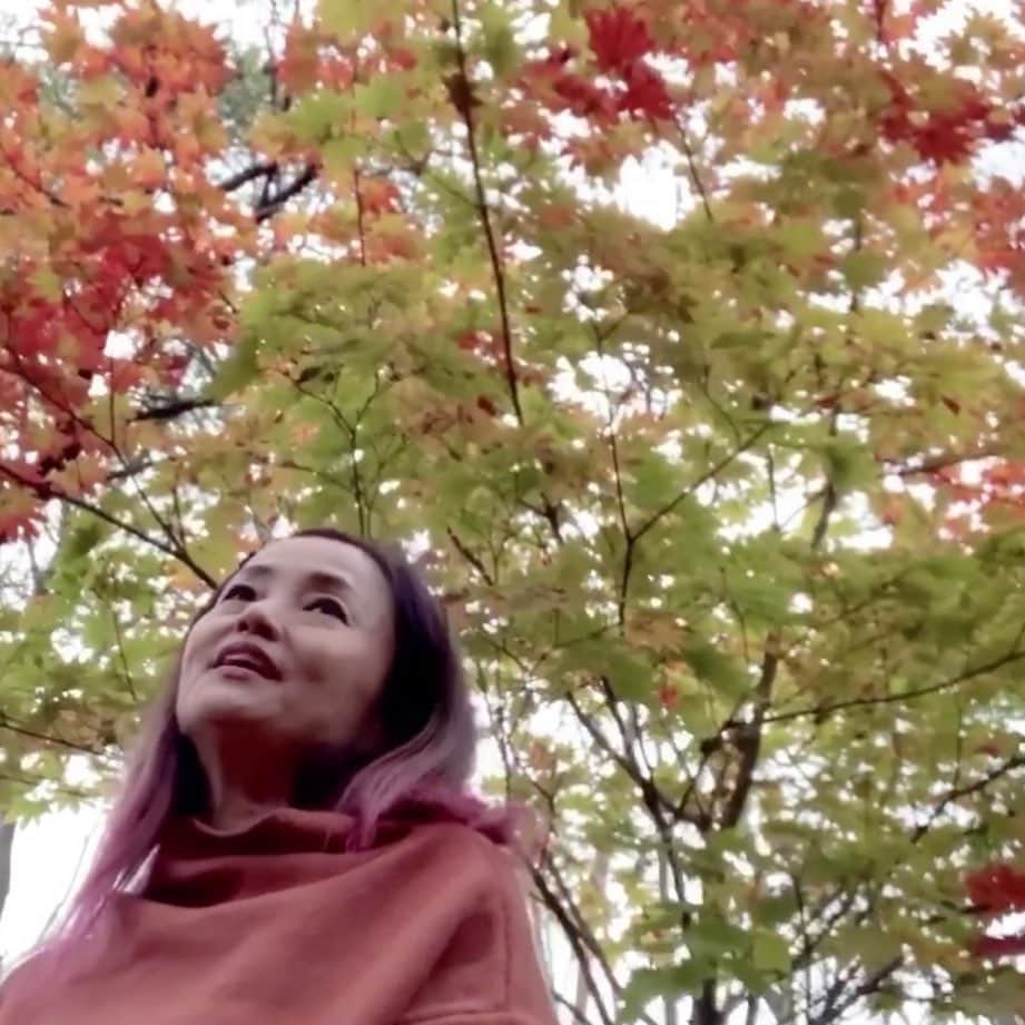 橋本志穂さんのインスタグラム写真 - (橋本志穂Instagram)「山の家の 庭の紅葉が 色づき始めてました。  締め切りすぎてた💦 次回、10月31日の 歌声喫茶ライブ配信に使う 「もみじ」の映像。。  雨上がりの曇り空の下、 少しでも綺麗なもみじ🍁 探して、自撮り棒持って 紅葉の下で歌ってる 変な人。。。」10月23日 21時42分 - shihohashimoto3