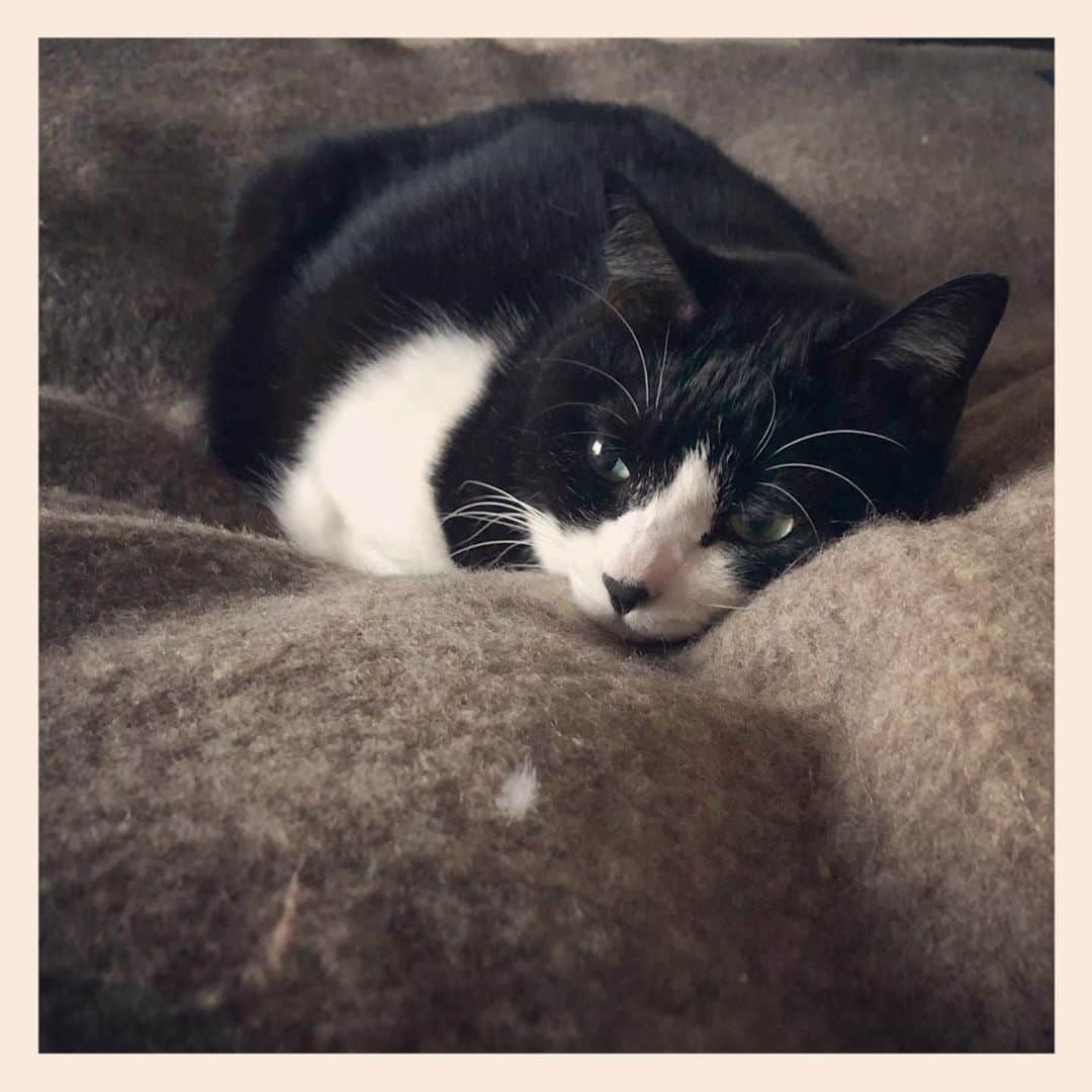 パンといっぴきのインスタグラム：「#元保護猫 #ハチワレ #白黒猫 #blackandwhitecat #tuxedocat」