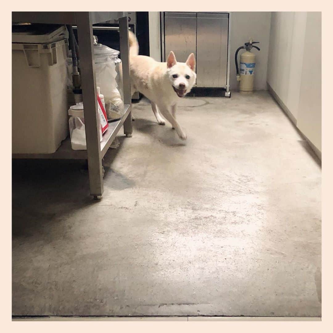 パンといっぴきのインスタグラム：「#元保護犬 #雑種犬 #crossbreed #mixdog #キップル14歳 #走る犬」