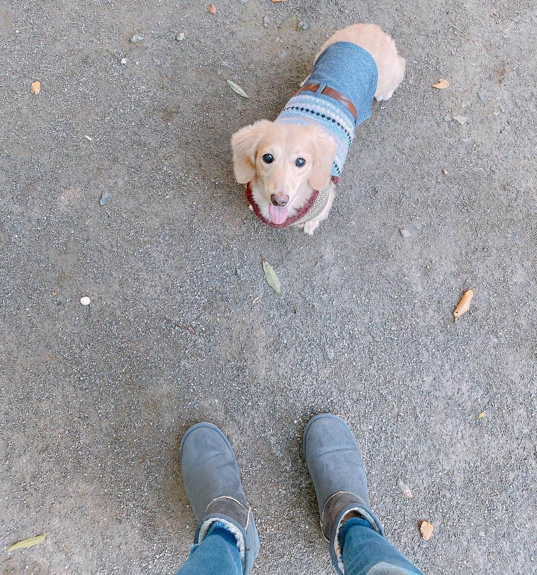 菅長愛子のインスタグラム：「🐶🐾👖  🐶愛犬(らぶ♀10歳)ミニチュアダックス  らぶちゃん🐶  お散歩。 デニムでお揃いになりました👖💠 涼しくて過ごしやすい💙  #犬のいる暮らし #ミニチュアダックス #ミニチュアダックスフンド #犬のいる生活 #犬好きな人と繋がりたい #いぬすたぐらむ #いぬのきもち #わんすたぐらむ #わんこのいる生活 #らぶ #🐶 #dogstagram #dog #dogs #doglover #family #love #diet #ダイエット #ダイエット仲間募集」