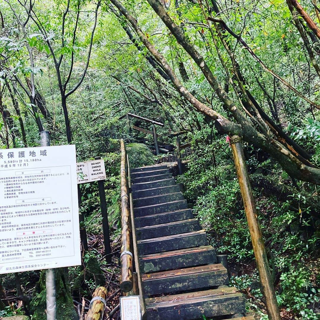 田中順平さんのインスタグラム写真 - (田中順平Instagram)「屋久島に初めて行ってきました . . 往復4時間ほどのトレッキング . 苔むす森、太鼓岩、くぐり杉、 歩いていて景色もよくとても気持ちの良い空間でした . 青々しい苔が癒してくれ 川が流れているので水を汲んで飲むこともできる . 最高の天然水 . あいにくの天候でしたが . すごくリフレッシュできました . #屋久島 #屋久島トレッキング #苔むす森 #もののけの森 #白谷雲水峡 #トレッキング」10月23日 13時13分 - junpei__tanaka