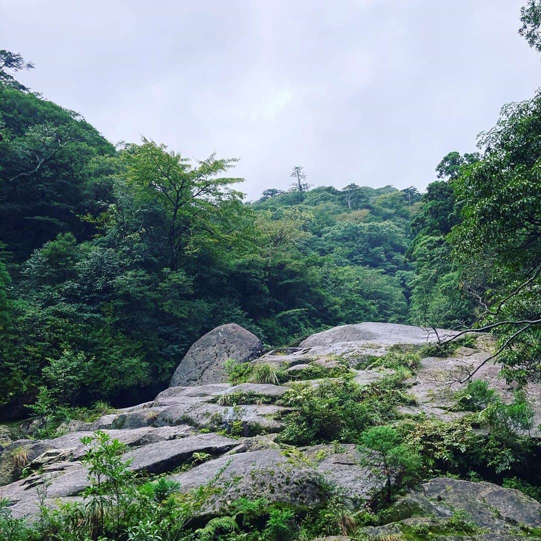 田中順平さんのインスタグラム写真 - (田中順平Instagram)「屋久島に初めて行ってきました . . 往復4時間ほどのトレッキング . 苔むす森、太鼓岩、くぐり杉、 歩いていて景色もよくとても気持ちの良い空間でした . 青々しい苔が癒してくれ 川が流れているので水を汲んで飲むこともできる . 最高の天然水 . あいにくの天候でしたが . すごくリフレッシュできました . #屋久島 #屋久島トレッキング #苔むす森 #もののけの森 #白谷雲水峡 #トレッキング」10月23日 13時13分 - junpei__tanaka