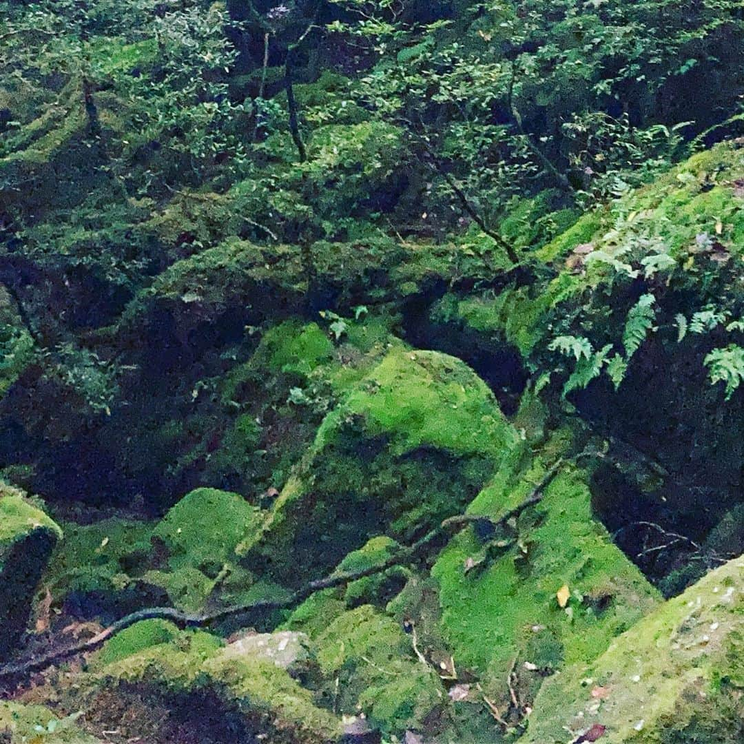 田中順平さんのインスタグラム写真 - (田中順平Instagram)「屋久島に初めて行ってきました . . 往復4時間ほどのトレッキング . 苔むす森、太鼓岩、くぐり杉、 歩いていて景色もよくとても気持ちの良い空間でした . 青々しい苔が癒してくれ 川が流れているので水を汲んで飲むこともできる . 最高の天然水 . あいにくの天候でしたが . すごくリフレッシュできました . #屋久島 #屋久島トレッキング #苔むす森 #もののけの森 #白谷雲水峡 #トレッキング」10月23日 13時13分 - junpei__tanaka