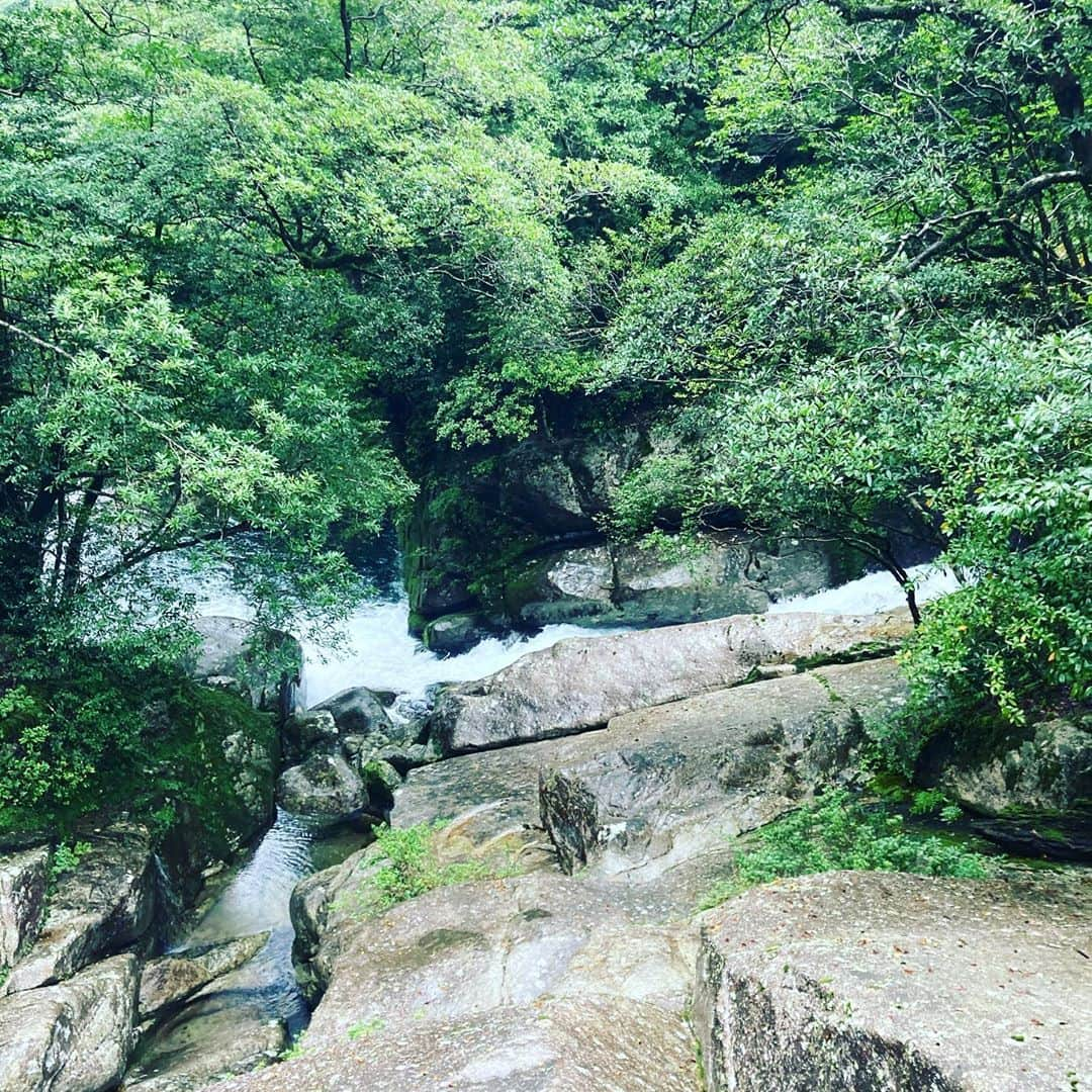 田中順平のインスタグラム：「屋久島に初めて行ってきました . . 往復4時間ほどのトレッキング . 苔むす森、太鼓岩、くぐり杉、 歩いていて景色もよくとても気持ちの良い空間でした . 青々しい苔が癒してくれ 川が流れているので水を汲んで飲むこともできる . 最高の天然水 . あいにくの天候でしたが . すごくリフレッシュできました . #屋久島 #屋久島トレッキング #苔むす森 #もののけの森 #白谷雲水峡 #トレッキング」