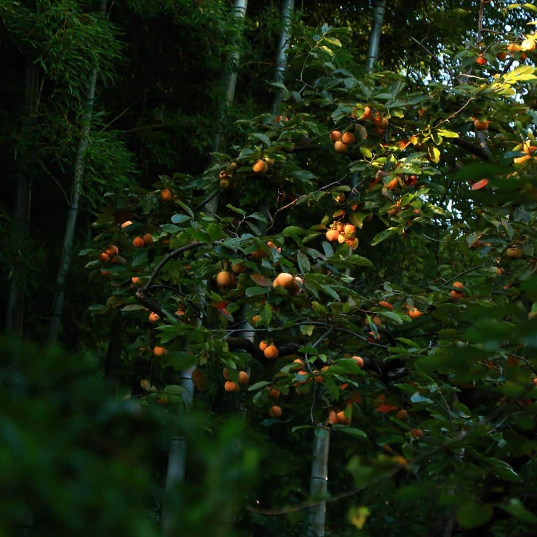八芳園のグルメインスタ