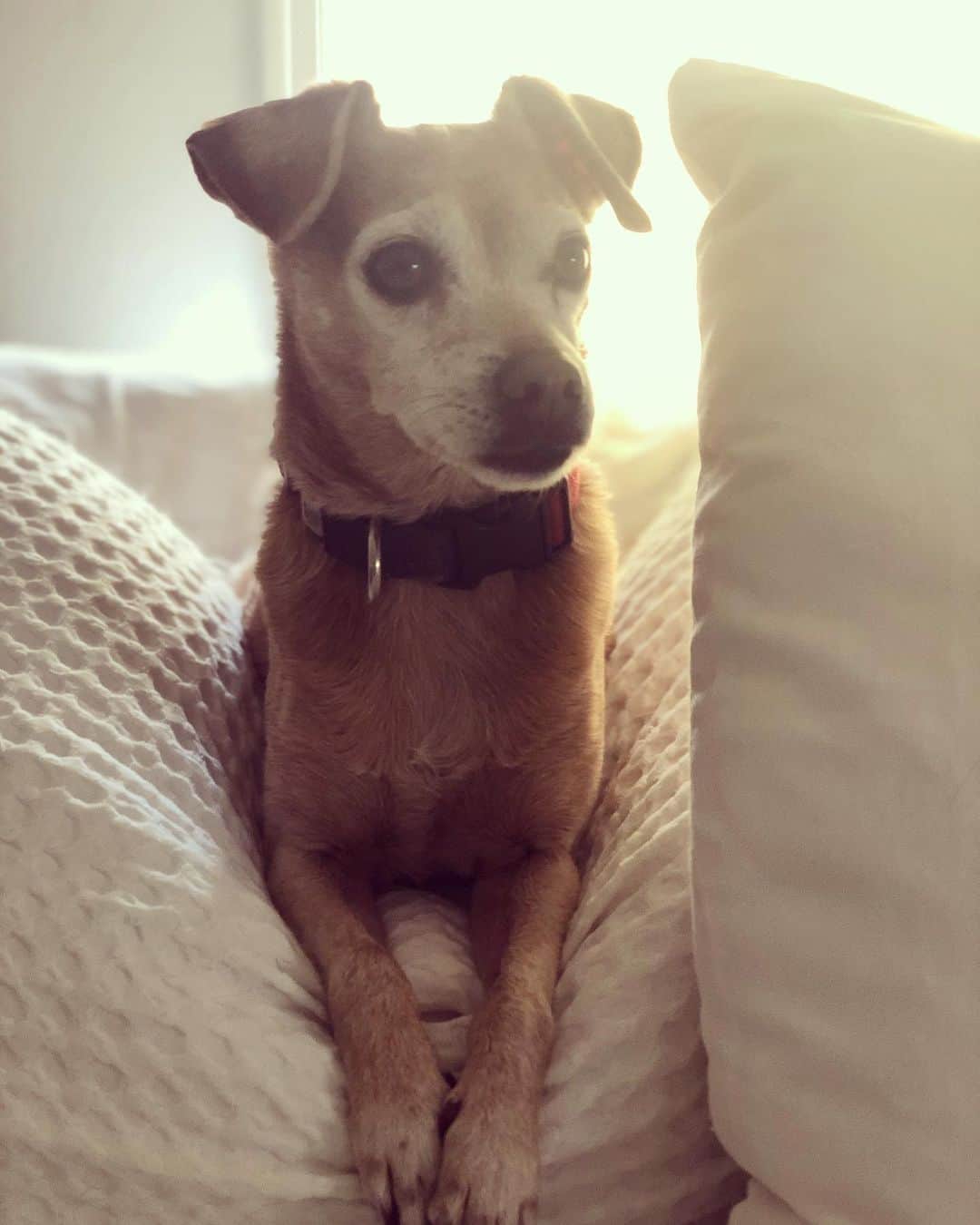のインスタグラム：「They say when you have a baby, we forget about our #furbabies... . I’d love to hear from others who are in the same situation? Today I looked over at my dog and spontaneously took a picture of him. Can’t remember the last time I took my phone out for him. So much attention goes to the baby that you forget they need your love too. #momguilt」