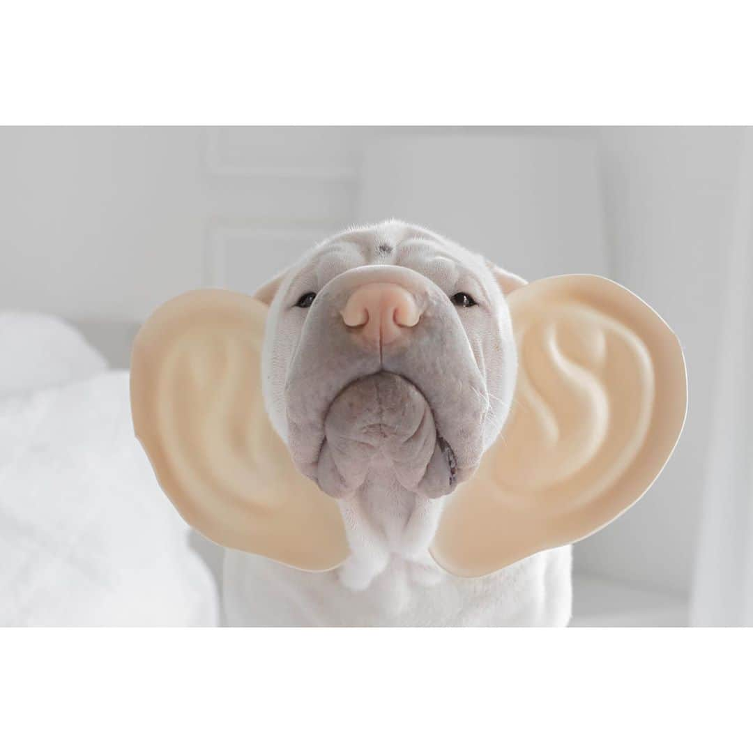 annie&pADdinGtoNさんのインスタグラム写真 - (annie&pADdinGtoNInstagram)「I’m all ears 👂 #mytherapist #lamby #talktome howwasyourday #tellmeyourproblems #sharpei#sharpeisofinstagram #sharpeilove #sharpeisoftheworld #dog #dogs #dogsofinstagram #doggo #barked #doglover #doglife #wrinkles #ears #allears #instagood #weeklyfluff #instadaily #iloveyoutothemoonandback」10月23日 14時07分 - anniepaddington