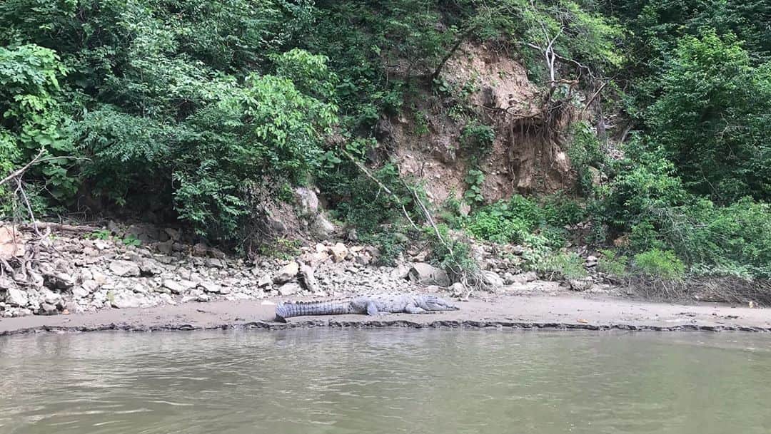 トームさんのインスタグラム写真 - (トームInstagram)「Today we saw 20 or so Crocodiles in #SumideroCanyon, #GrijalvaRiver in  #ChiapadeCorzo, #Chiapas #Mexico  . This is not the largest. Nor is the giant one that slipped into the water and swam away from the boat. There were larger ones and I missed that money shot of 15 crocs sunbaking on the muddy banks, Jaws agape, but alas... .  THESE CROCODILIANS THAT MAKE THEIR home along the winding Grijalva river in the Sumidero Canyon belong to a species called the American crocodile. The aptly named croc can be found all over the Americas, from the coasts of Florida to Mexico, from several islands of the Caribbean to many countries in Central and South America. Yet in spite of this large distribution, the species is endangered in most of these regions due to overhunting, climate change, and habitat destruction.   The American crocodile population at Sumidero Canyon in the Mexican state of Chiapas is no exception. In the 19th and 20th centuries, these animals were overhunted almost to the point of local extinction. This overexploitation was driven by the commercial value of their skins, which were then in vogue for items like handbags, boots, belts, and wallets. Today, hunting these crocs is illegal, though they face other threats like pollution.  Apart from their ecological role as an apex predator, and being an enormous ecotourism draw, the crocodiles also have a historical value in the region, due to their cultural significance to the ancient pre-Hispanic civilizations. In Mayan mythology, the crocodile played a central role as a symbol of fertility and a character in the creation myth of the universe. According to the sacred text of Chilam Balam, the Earth rested upon the scaly back of a gigantic crocodilian known as Imix, which swam languidly through the cosmic waters of the universe.」10月23日 14時23分 - tomenyc