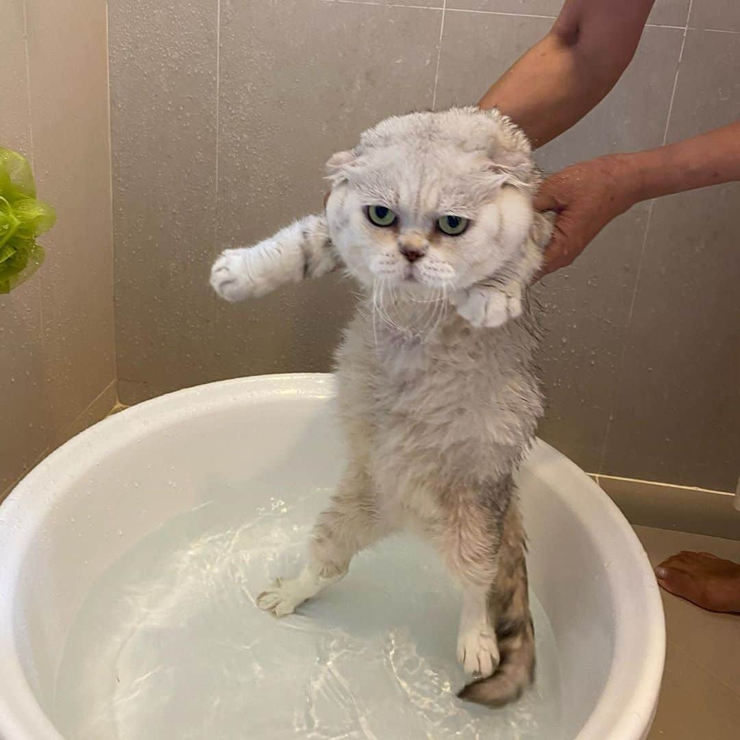 Haruさんのインスタグラム写真 - (HaruInstagram)「Quite shocked 😮 ตกใจนิดหน่อย #bathday #harubabyseal #haruthecat」10月23日 14時34分 - haru_thecat