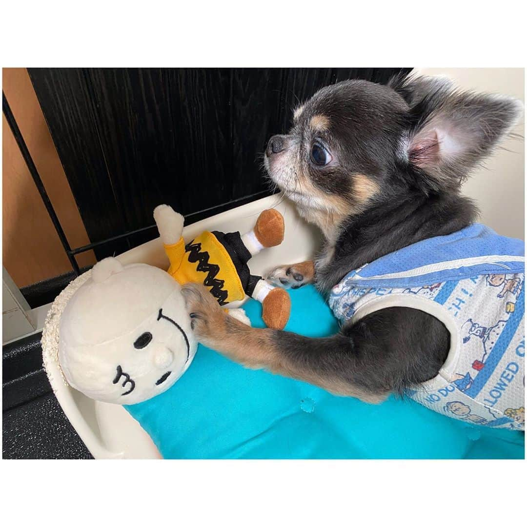 有明ゆなさんのインスタグラム写真 - (有明ゆなInstagram)「めっちゃ押さえつけてる🤣🤣 . . . . #愛犬 #愛犬🐶 #愛犬家 #愛犬との暮らし #ちわわん #ちわわ部 #ちわわ #ちわすたぐらむ #ちわわ親バカ部 #ちわわ大好き #チワワちゃん #チワスタグラム #チワワ #チワワ部 #チワワラブ #チワワ画像 #チワワ大好き #dog #dogstgram #dogstagram」10月23日 14時37分 - ariake_yuna