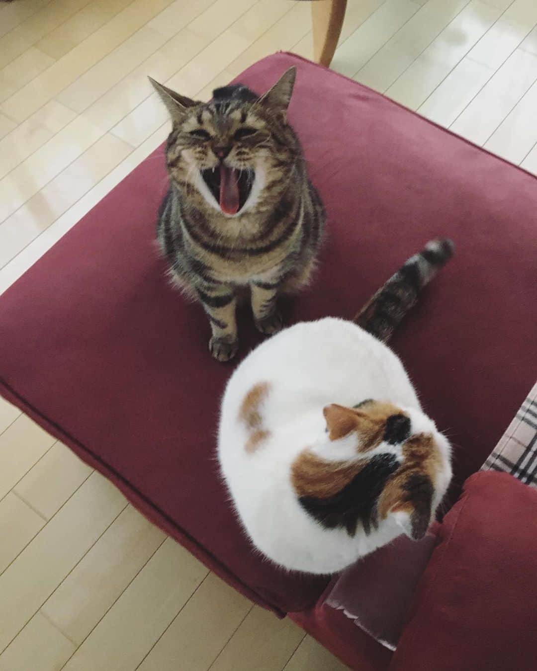 ありす & まりあのインスタグラム：「Good afternoon ♬ 一週間早いにゃ~」