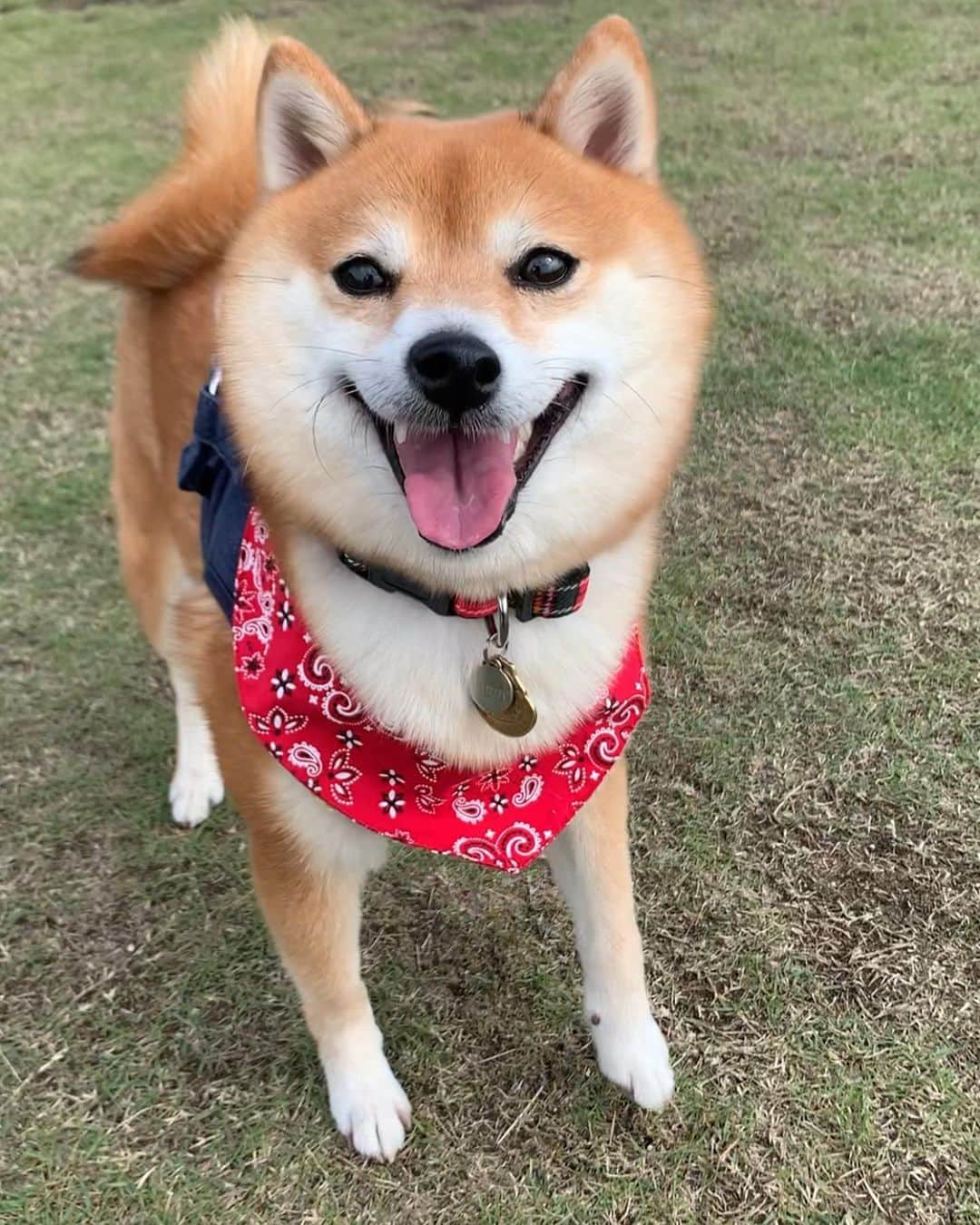 豆柴 サニーちゃんのインスタグラム