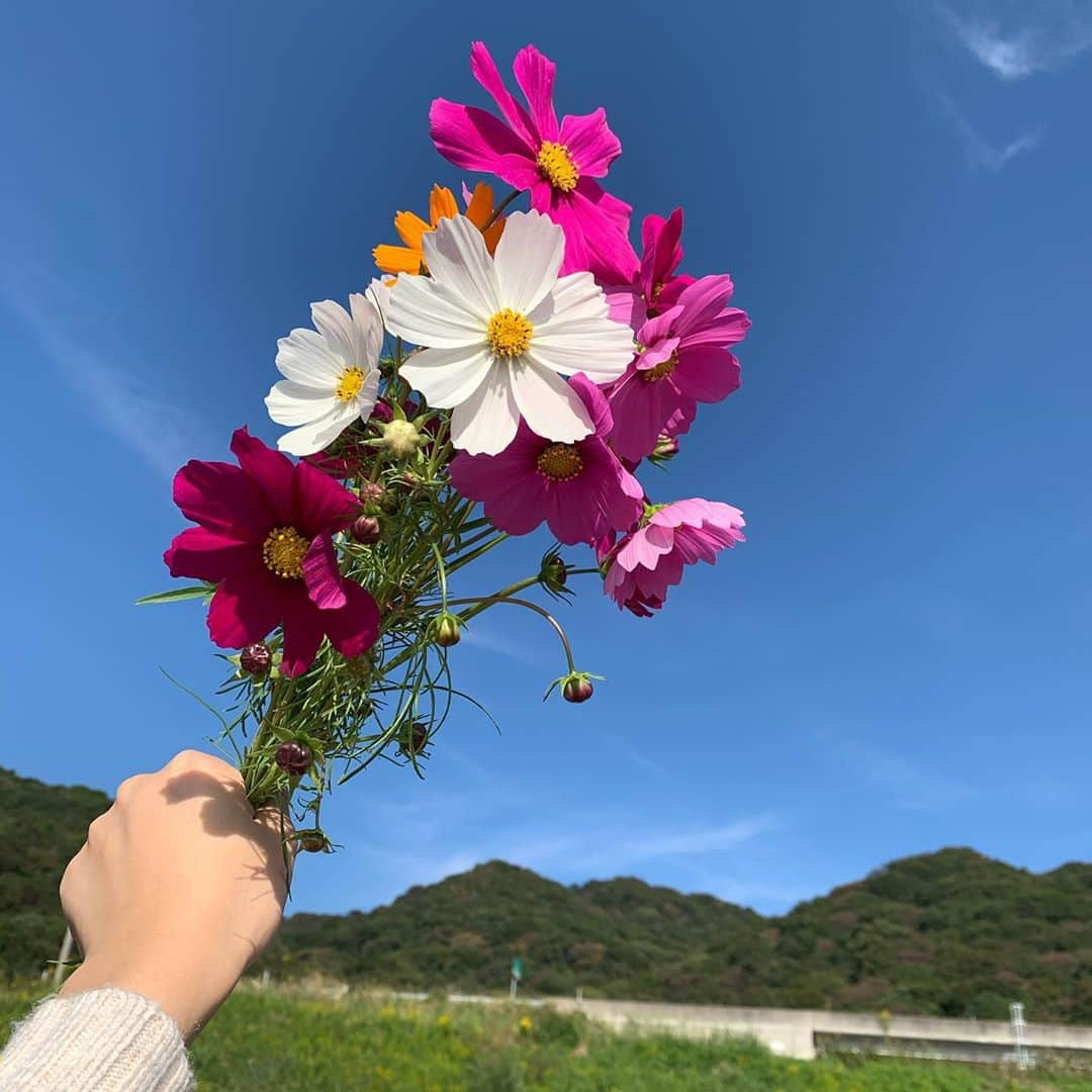 平佐知子さんのインスタグラム写真 - (平佐知子Instagram)「#淡路島 #パルシェ香りの館 #コスモス #コスモス畑 #彼女 #彼女感 #兵庫県 #フォローミー #いいね #ぶらり旅 #旅行」10月23日 15時51分 - kandai20miss_5