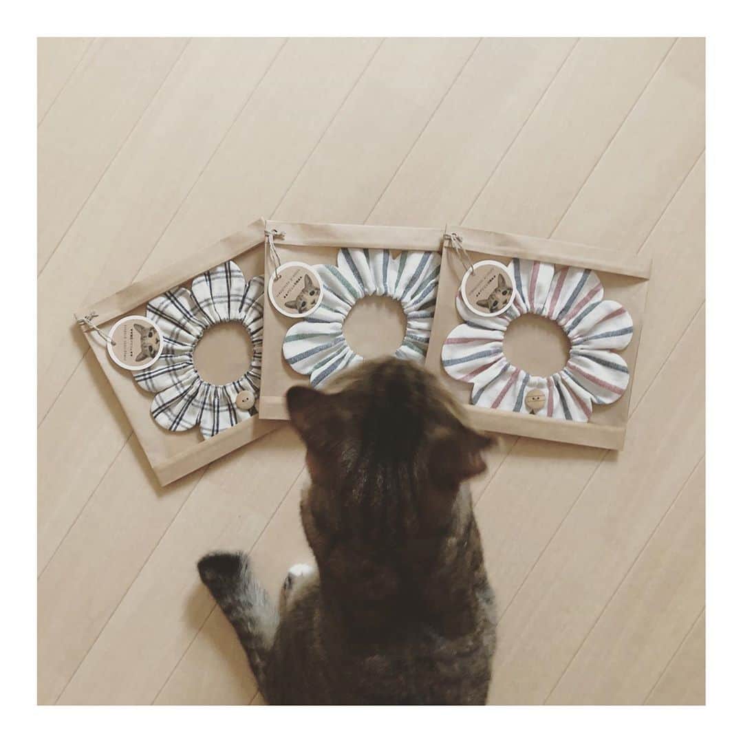 こむぎのインスタグラム：「* 新作のこむぎねこプロデュースザビエル首輪です🤗 可愛い淡い色のトリコロール2色とアンティークリネンのような雰囲気のブルーチェックです✨  10/21から千葉の市川市で開催されるチャリティーイベント"モトニャワタ"の中の、11/4〜11/8の5日間だけになりますが、ねこねっこさんブースでまいさんのザビエル首輪と一緒に置かせていただくことになりました☺️ ねこねっこさんは以前よりお世話になっている、アメカヌちゃん&そらくんの本"猫からのおねがい"を作っている猫の本専門出版社さんです✨  この新作と以前に作ったものも送ります🙆‍♀️ お近くの方は良ければぜひ🤗 イベントの利益は保護猫のために使われます👏  ※ブース出店は11/4〜11/8の5日間です。ご注意ください🙇🏻  ▲▲ザビエル首輪とは▲▲ まいさん( @maihimemoco )考案のもので、売上は猫の保護活動に使われます。 こむぎねこプロデュースザビエル首輪はちょっと大人の猫ちゃんを演出する落ち着いたデザインのラインナップになっています🤗 ⚠️ミンネ・メルカリでは販売していません。  #ザビエル首輪 #ザビエラー #こむぎねこプロデュース @neco_necco_net  @riepoyonn  @maihimemoco」