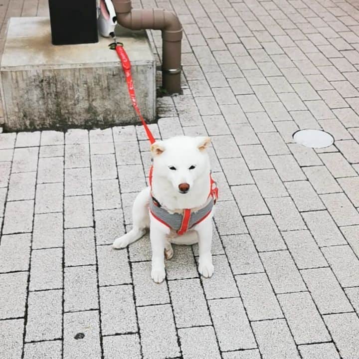 脇田恵子のインスタグラム：「おもち2週間付き合ってくれてありがとう🐶 ずっとおりこうさんでした💖💖」
