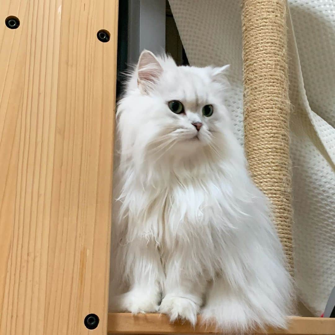 후추네큰언니のインスタグラム：「5년쯤 썼는데도 캣타워 삼줄 세로 스크래쳐 멀쩡함에 감사 ... ㅋㅋㅋ   #후추  #고양이  #냥스타그램 #캣스타그램  #Hoochu #Hoochuthecat #cat #cats #catstagram #catsofinstagram #topcatphoto #bestmeow #ilovecat #cute #fluffy #petstagram #instacats」