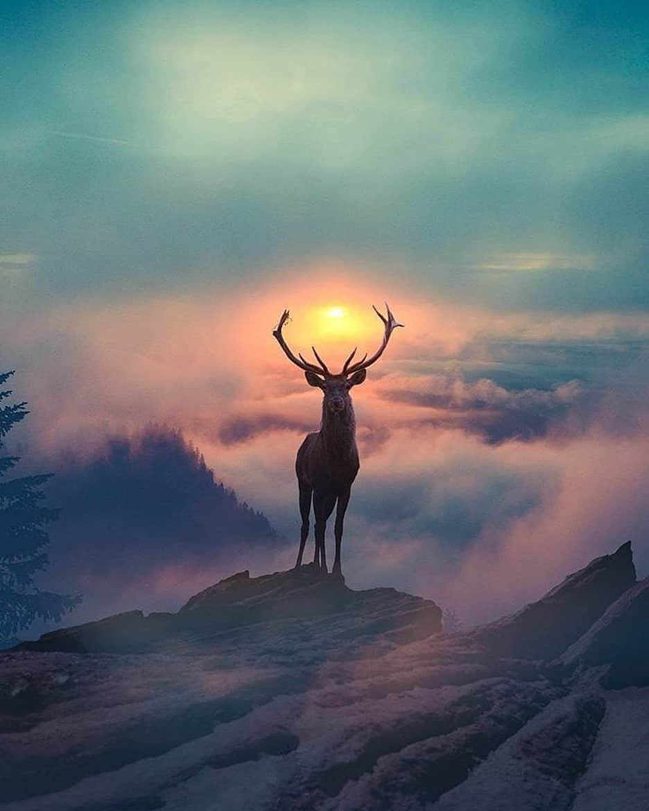 Canon Photographyさんのインスタグラム写真 - (Canon PhotographyInstagram)「A stunning sunrise 🌄  Digital Art // @j.diegoph Curated by @SteffenEisenacher  #deer #wildlife #wildlifephotography #sunsetphotography #mounatins」10月23日 16時44分 - cpcollectives