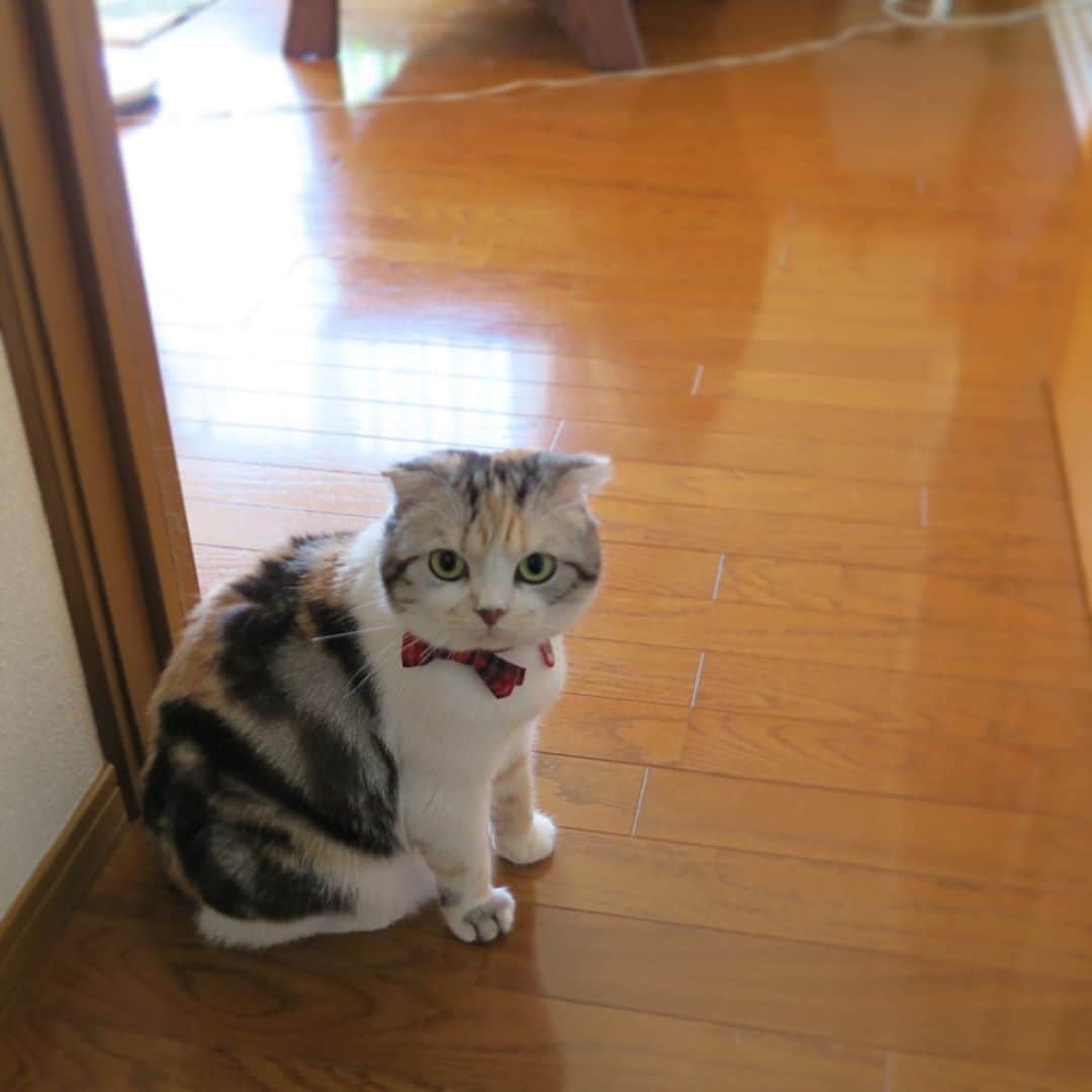 takegaeruのインスタグラム：「にゃんかね、ココにヤツの気配があるんよ🤔 #例のドア  #cat #scottishfold #猫 #スコティッシュフォールド #三毛スコ友の会」