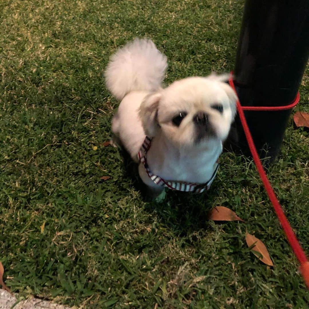 有田優理香さんのインスタグラム写真 - (有田優理香Instagram)「テンション上がりすぎて自分で巻きついて、解けなくなって、助けを求める犬。どうしてこうなった。  #pekingese #ペキニーズ　#犬界の藤原竜也　#きょうのさんぽ #くせつよめ」10月23日 22時18分 - yurikaa0624